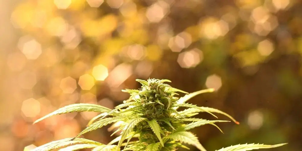 What is Delta-8 THC?