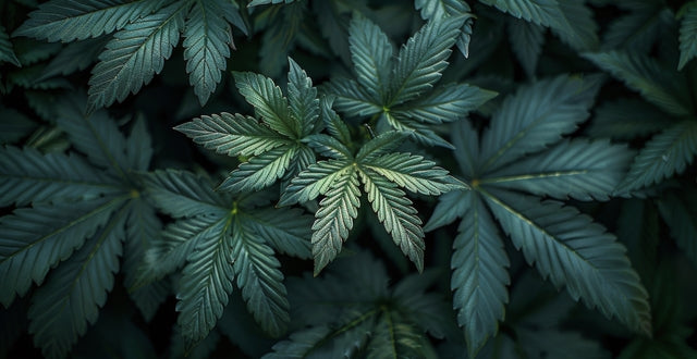 Is Delta 8 Indica or Sativa?